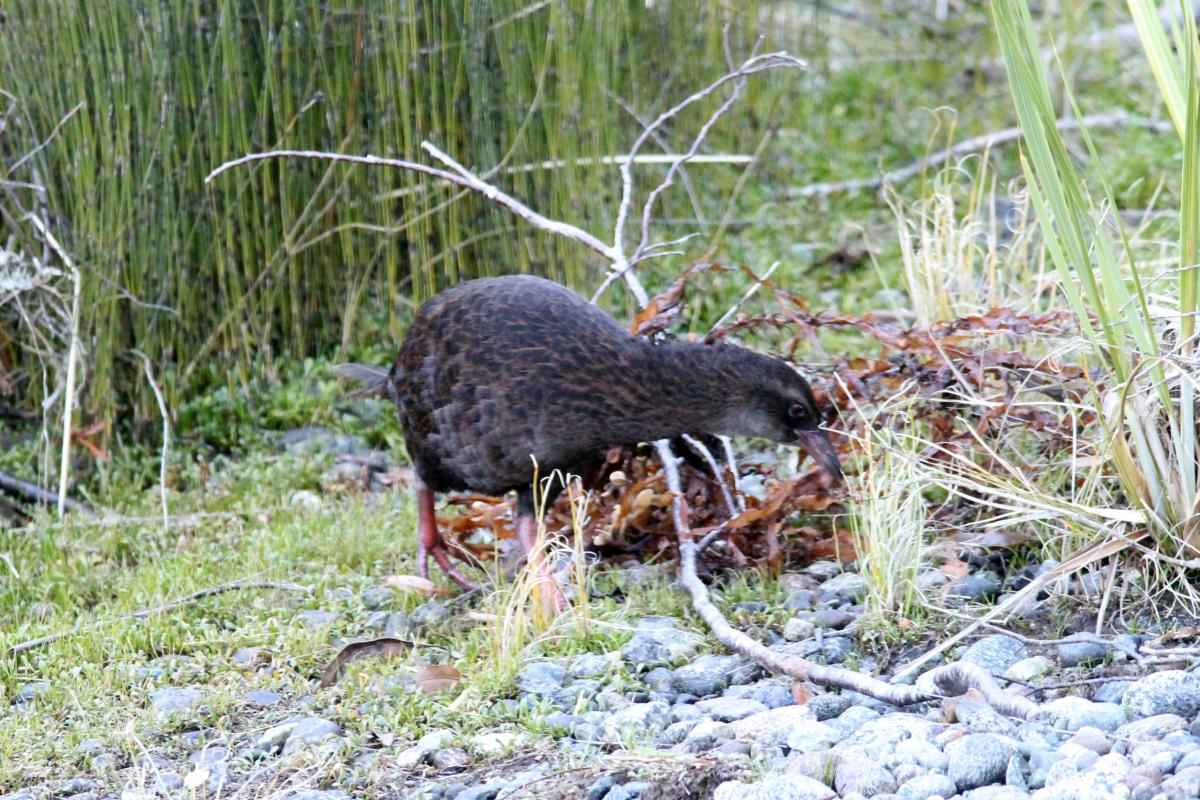 Weka (Gallirallus australis)